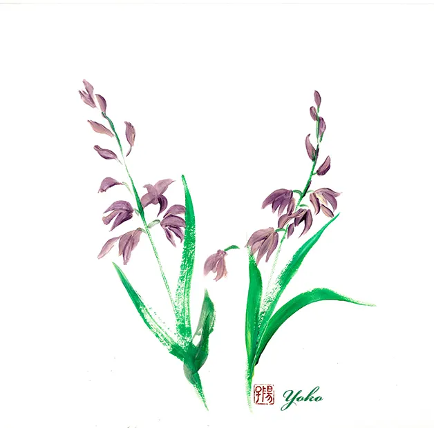 Purple Orchidt